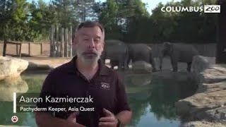 Baby elephant learns to swim at Columbus Zoo