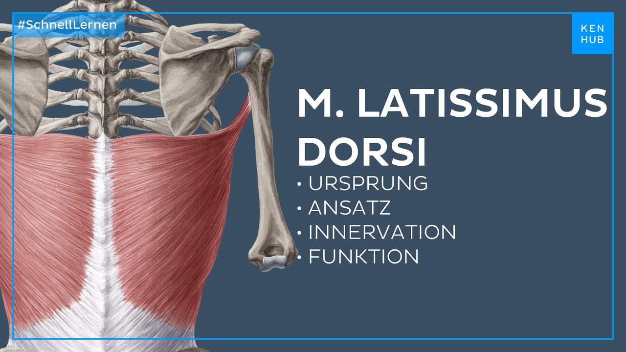Musculus latissimus dorsi Ursprung, Ansatz, Innervation, Funktion einfach erklärt Kenhub