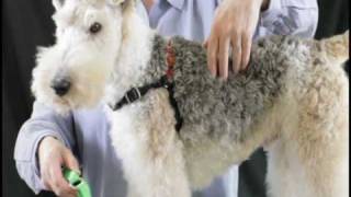 how to put on a wonder walker harness