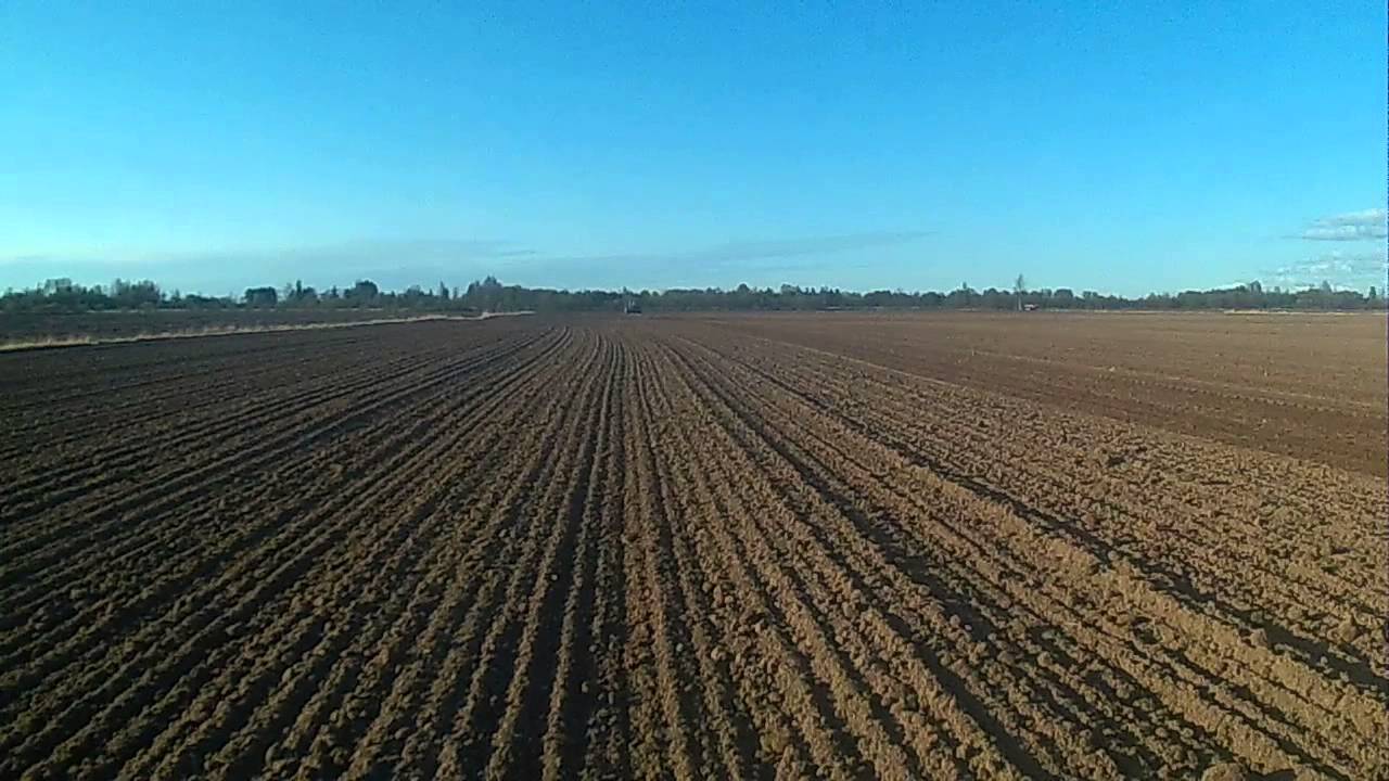 sowing oats YouTube