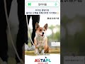 강아지 산책 리드줄 #알리타플 #애완동물견인로프 #자동개폐식견인로프 #반려견용품 #강아지산책 #편리한견인로프 #안전한산책 #도넛디자인