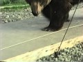 Persistince of Instinct - Grizzly Bear Walk