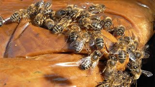 اسرار التغذية البروتينية للنحل والملكات  اسرار عالم النحل.