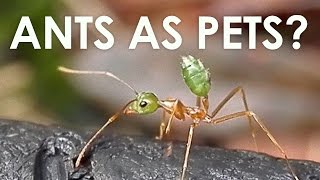 Keeping Ants as Pets