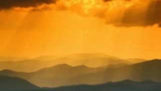 Wild Sunflowers... Mehdi Bozorgmehr