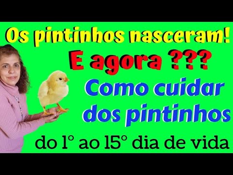 Vídeo: A esperança de vida dos pomeranos