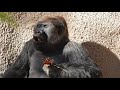 Western Lowland Gorilla Eats Bouquet of Leaves @ the Los Angeles Zoo