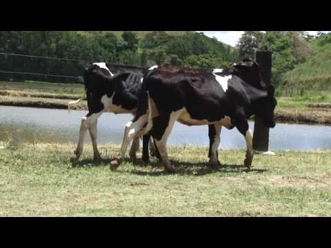 LOTE 42 - LEILÃO FAZENDA ORIENTE