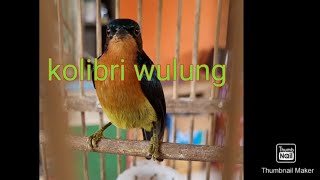 Download Jalan Jalan Kepasar Pal 7 Beli Kolibri Wulung ,murah!!!! Video MP3 Jalan Jalan Kepasar Pal 7 Beli Kolibri Wulung ,murah!!!!