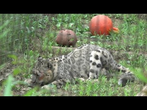 ユキヒョウ少年フク　テキトーができる賢い親子Super duper Smart 2022.7月 Snow Leopard Cub