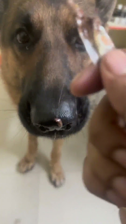 Stuart the german sheperd - choki choki fans check - #chokichoki #chocolate #foodie #doglover #dog