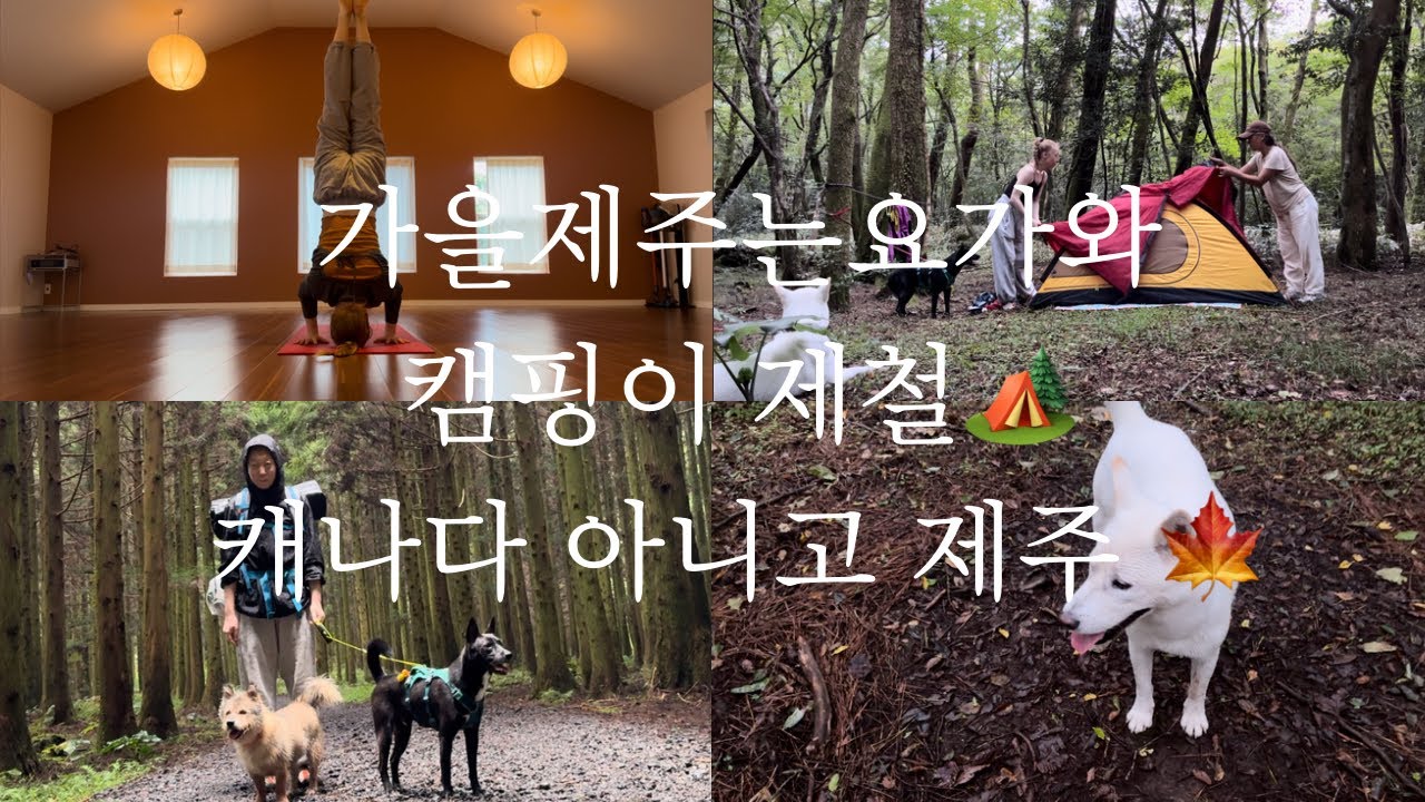 제주도민vlog🏝| 개떼들과 우중 백패킹🐶| 비 너 뭐 돼?⛈️| 여기 캐나다 아인교?🍁|