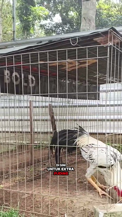 rawatan harian ayam #ayamberkualitas