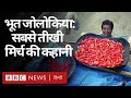 Bhoot Jolokia या Ghost Pepper या Raja Mirch, भारत की सबसे तीखी मिर्ची पूरी कहानी (BBC Hindi)