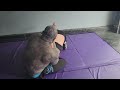 MIGHTY MOUSE VS CASH THE MACHINE #mma #combatsport #wrestling #bjj  #muaythai #ufc