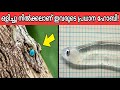 Top 10 CAMOUFLAGED Animals That Really Exist | Malayalam