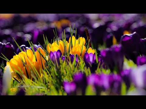 The first day of spring