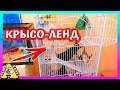 ЗООПОКУПКИ / ГЕНЕРАЛЬНАЯ уборка у КРЫС / КРЫСОЛЕНД / Alisa Easy Pets