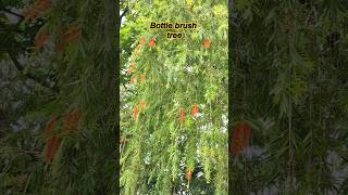 𝘽𝙤𝙩𝙩𝙡𝙚 𝙗𝙧𝙪𝙨𝙝 𝙥𝙡𝙖𝙣𝙩 ( Callistemon tree )