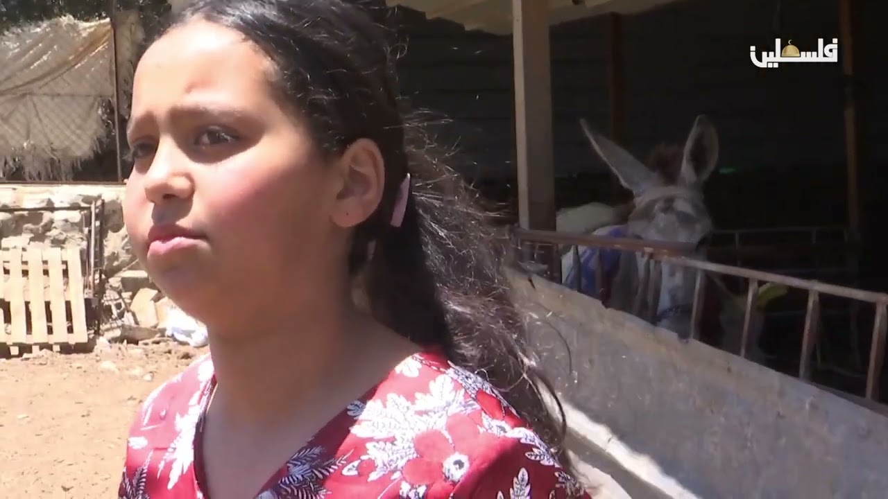 هجمات المستوطنين في قرى رام الله  ||  قرية برقا صمود ومواجهة