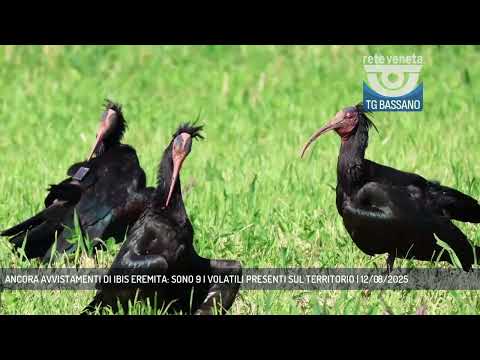 ANCORA AVVISTAMENTI DI IBIS EREMITA: SONO 9 I VOLATILI PRESENTI SUL TERRITORIO | 12/08/2025