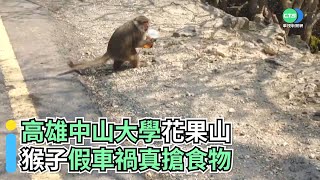 高雄中山大學花果山猴子假車禍真搶食物｜  小編推新聞20220209 
