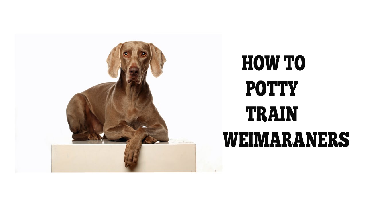how to potty train a weimaraner puppy