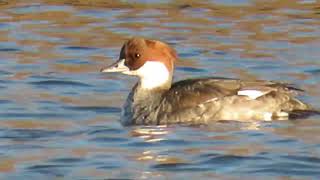 ミコアイサ_10_Smew - YouTube
