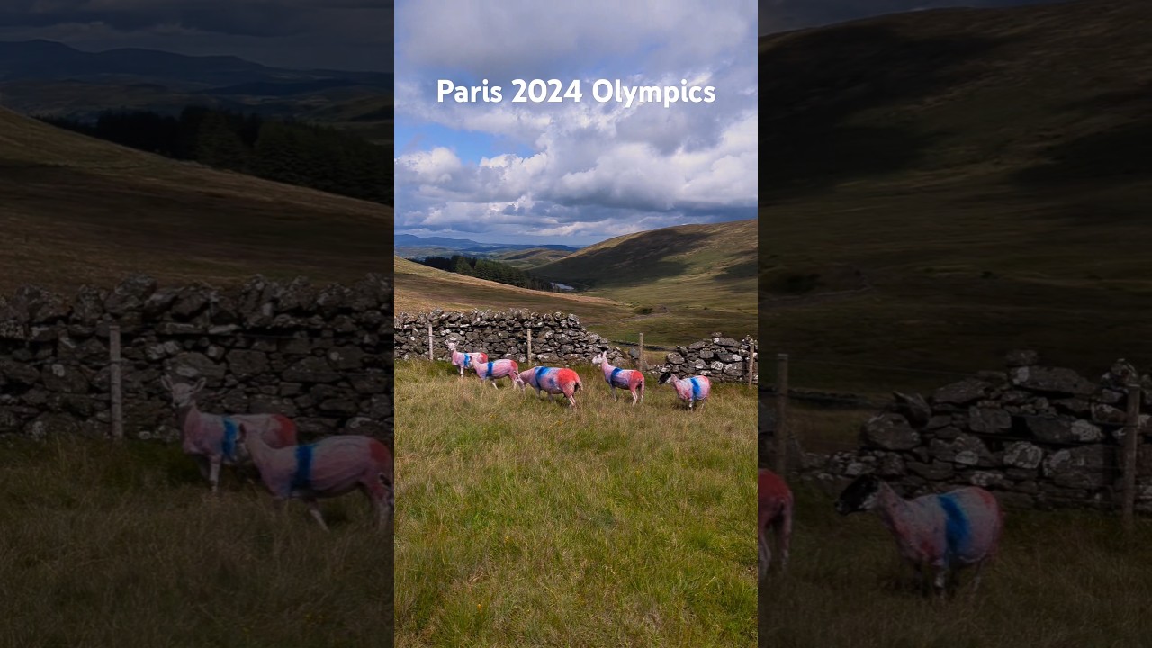 🟢Tribute to Paris 2024, France flag on sheep 
