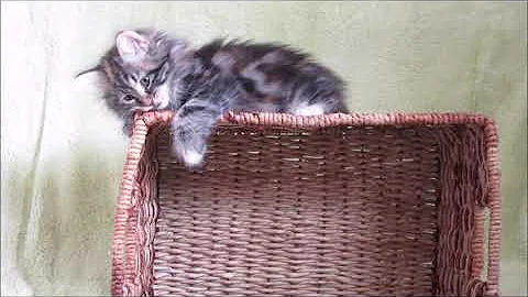 Video 9943331: siberian cattery