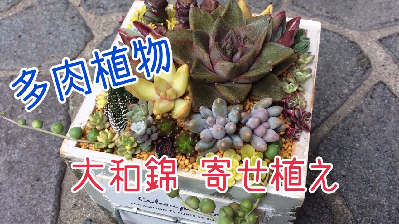 多肉植物】大和錦 寄せ植え - YouTube