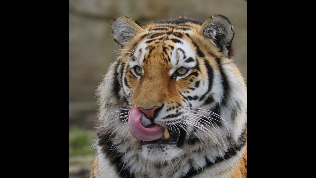 Beautiful Siberian Tiger 🐯 