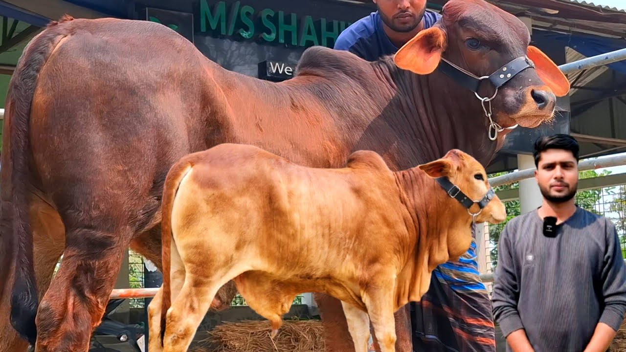 ০৮/০৩/২৬/ 🎉 ব্রাহমা 😊 ফ্লেকভি জাতের ষাঁড় গরুর দেশ শেরা কালেকশন আবার শাহিনুর এগ্রো পাঁচবিবি  তে #cow