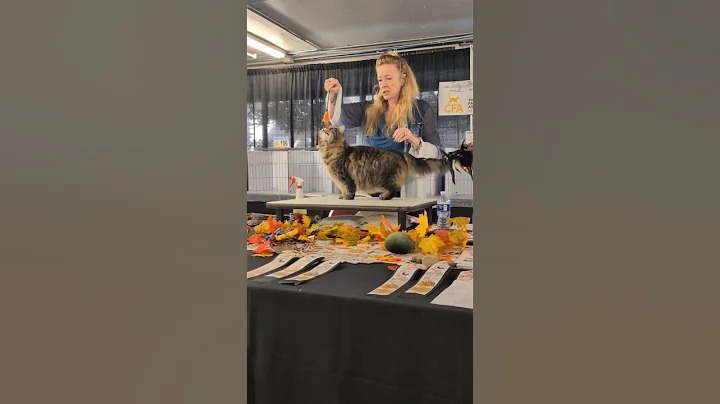 Video 11621711: siberian cat, cfa, best cat, kitten