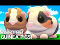 Hatching GUINEA PIGS In Adopt Me!