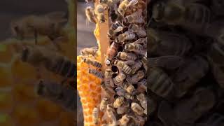 The Queen Bee: Pure Nature ASMR         #QueenBee #Beekeeping #NatureASMR #HoneyProduction #Relax
