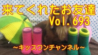 来てくれたお友達　Vol.693　1439 【ボーダー・コリー 抜け毛】