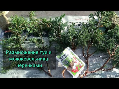 Размножение туи и можжевельника черенками осенью