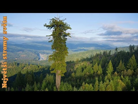 Video: Kdo žije V Vždyzelených Lesích