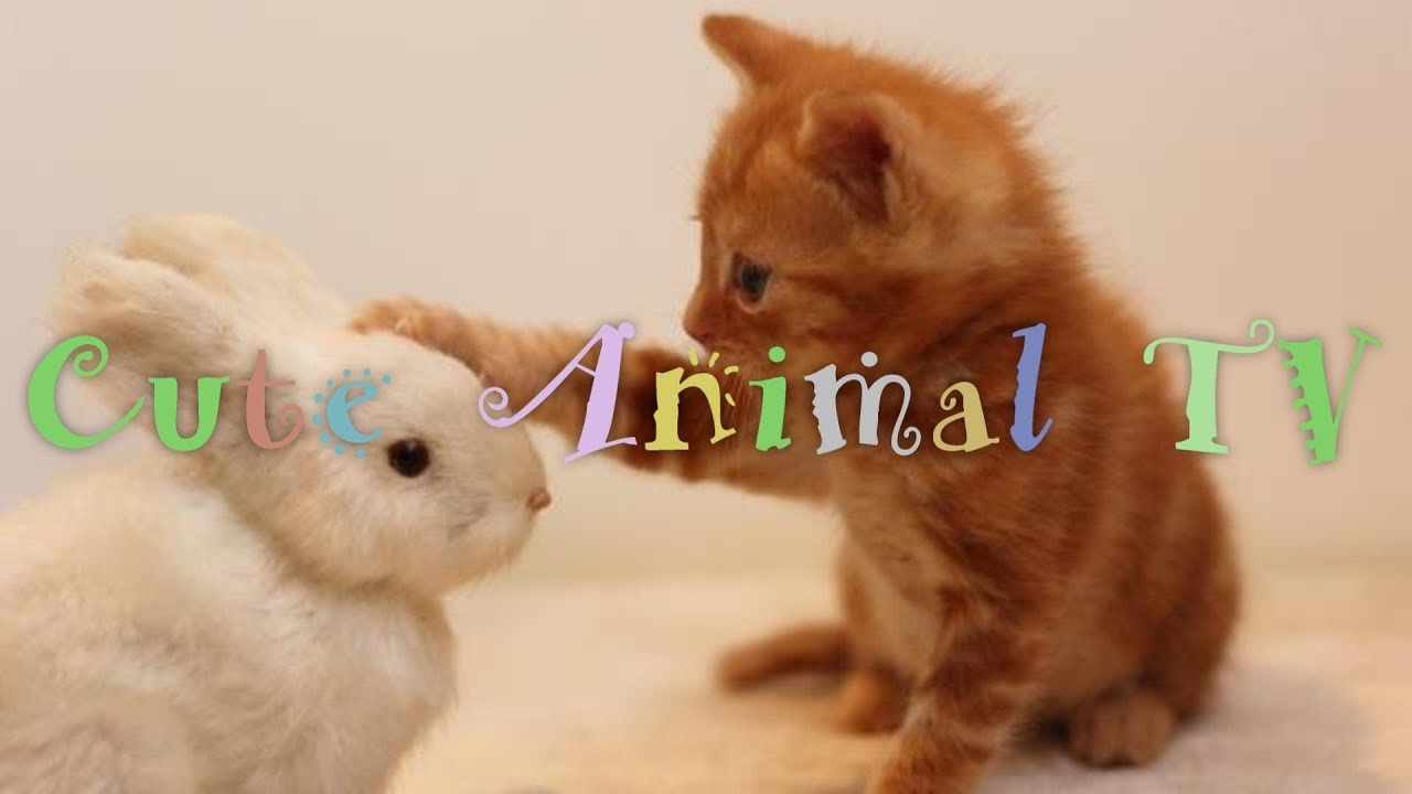 動物の赤ちゃんに癒される動画 最高にかわいい動物の赤ちゃん 癒し 感動 おもしろ動画 Youtube