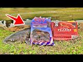 Best Catfish Bait Challenge! (Hotdogs VS Dough Bait!)