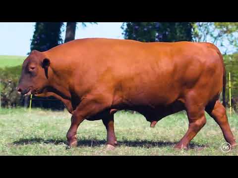 LOTE 1000 - ZT HONEY 5784 | Touro de Central