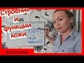 АНАТОМИЯ ЧЕЛОВЕКА. Строение и функции кожи