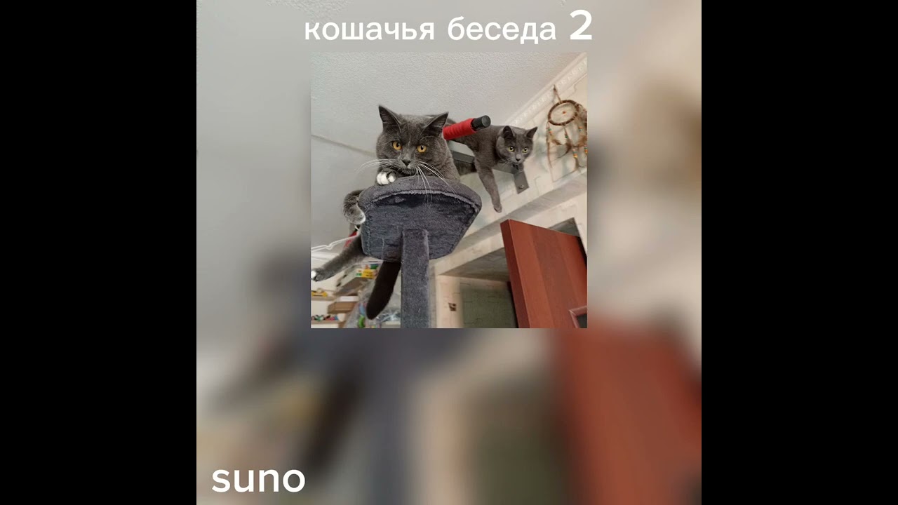 Кошачья беседа 2