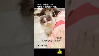 「ふみねこ✖️膠着状態」〜その37〜　Shorts エキゾチックロングヘア 猫のいる暮らし