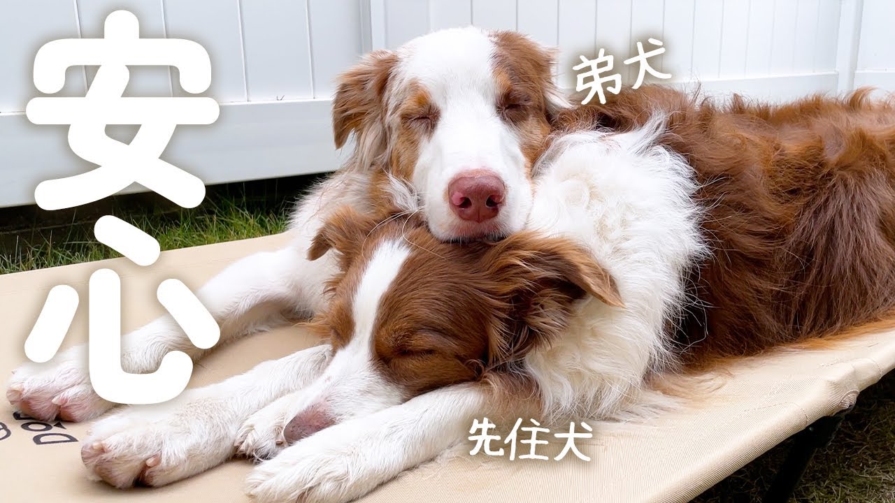 たくさん運動をした犬たちが、家に帰って服を脱いだら…姉弟が見せた