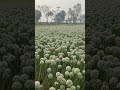 লাভজনক কালো সোনা খ্যাত বীজ পেঁয়াজ চাষ #কদম #agriculture #viralvideoシ #enjoy #happy
