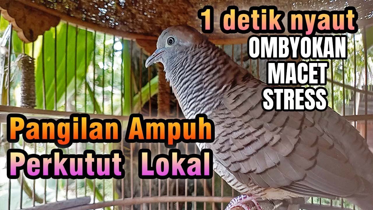 SUARA PERKUTUT INI PALING AMPUH UNTUK PAGI HARI