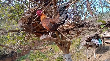 Lau qaib poj cuab tuaj zoo 2020