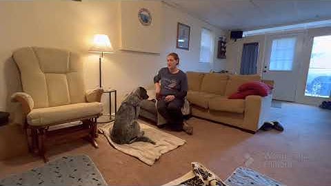 Basic Manners: Loading the marker & mat training